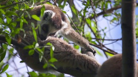 Ring tailed lemur (Lemur catta) in the wild. Ring tailed lemur sits on the tree and cleans itself. Madagascar