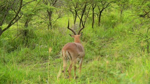 Impala Buck in the nature reserve Hluhluwe National Park South Africa