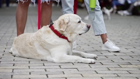big white dog at animal cruelty protest. Animal rights.