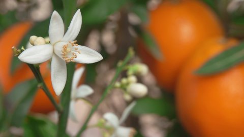 Close-up panorama of the beautiful citrus fragrant flower blooming on the branch