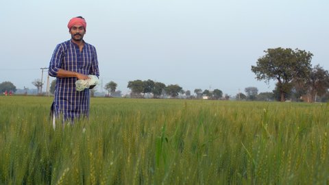 A middle-aged bearded farmer throwing insecticide pesticide in his wheat field. An Indian villager in traditional clothes using urea in his wheat field - harmful chemical, toxic chemical in agric...