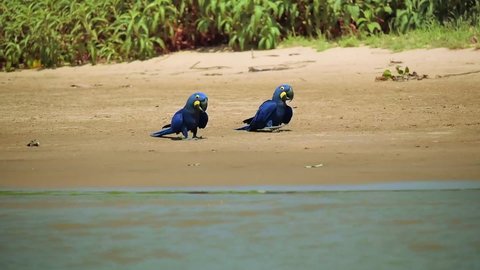 Two Hyacinth Macaws walking on a river bank. Pantanal, Brazil
