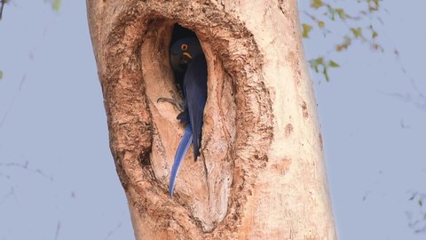 Close up view of Hyacinth Macaw in its tree nest. Pantanal, Brazil