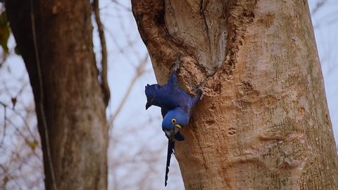 Close up view of Hyacinth Macaw in its tree nest and flying away. Pantanal, Brazil