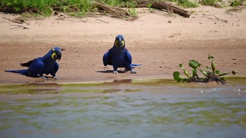 Two Hyacinth Macaws drinking water on a river bank. Pantanal, Brazil