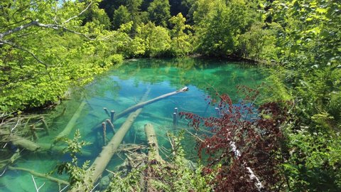 Milino Jezero lake with underwater trees and roots in Plitvice Lakes National Park in Croatia, of Lika region. UNESCO World Heritage of Croatia named Plitvicka Jezera.