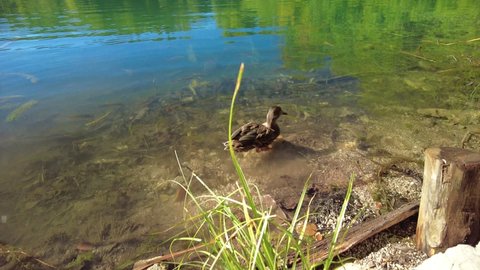duck swimming in Proscansko Lake or Proscansko Jezero of the Plitvice Lakes National Park of Croatia. Natural park with lakes and waterfalls in Lika region. UNESCO World Heritage site.