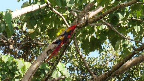 Couple of red macaws perched on a branch in Costa Rica cute birds wildlife 