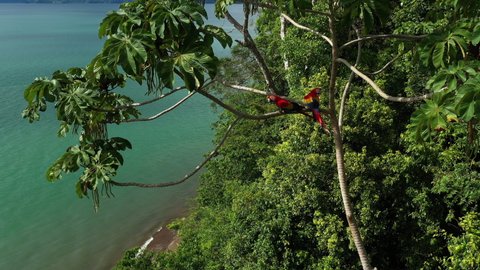 Red macaws perched on a tree seaside jungle Costa Rica aerial view exotic fauna