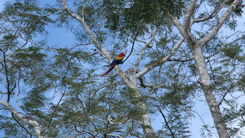 scarlet macaw Ara macao large red yellow and blue parrot perched on a branch Cost Rica