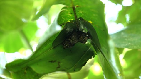 American leaf-nosed bats Phyllostomidae under a leaf in the jungle corcovado Costa Rica natural habitat