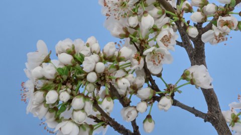 Macro time lapse blooming white blackthorn flowers, isolated on blue screen
