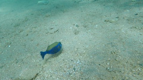 Green-bue Boxfish swim over sandy bottom. Bluetail Trunkfish, Red Sea Boxfish, Boxfish or Arabic Boxfish - Ostracion cyanurus. Red sea, Egypt