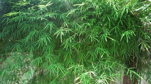 thriving bamboo leaves. relaxing motion of bamboo leaves. Thyrsostachys is a genus of Chinese and Indochina bamboo in the grass family. established shot. 