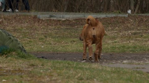 An adult brown Shar Pei calmly walks on the lawn. 4K, slow motion, high quality