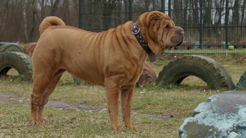 An adult brown Shar Pei runs around the playground. 4K, slow motion high quality