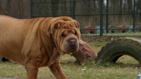 Adult brown Shar Pei looks around on the lawn.4K, slow motion, high quality