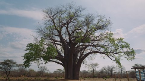 Baobab Tree Day Sunset Timelapse