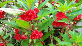 Ornamental plant Impatiens balsamina from asia, Red blooming flower video clip