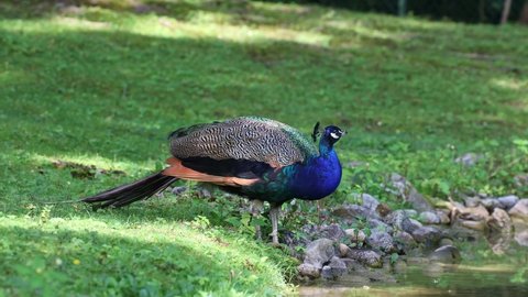 The Indian peafowl or blue peafowl, Pavo cristatus is a large and brightly coloured bird, is a species of peafowl native to South Asia, but introduced in many other parts of the world.