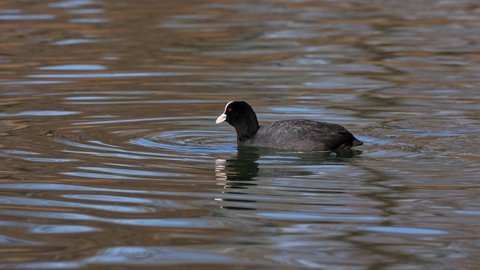 The Eurasian coot, Fulica atra, also known as the common coot, or Australian coot, is a member of the bird family, the Rallidae. It is found in Europe, Asia, Australia, New Zealand and parts of Africa