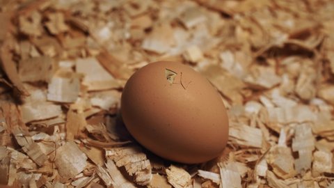 Egg Hatching with a small beak coming through the shell a bird gets born out of a egg trying to open the shell 