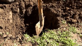 Video of digging a hole in the ground with a shovel. Breaking the root in the soil with the shovel.