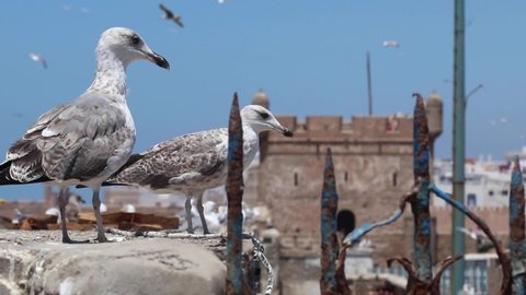 Seagulls of Essaouira, Morocco and the kasbah of Essaouira where HBO show The game of thrones was filmed.