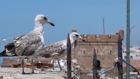 seagulls of Essaouira, Morocco and behind them the Kasbah of Essaouira Marina where the show Game of thrones and the film Othello were filmed.