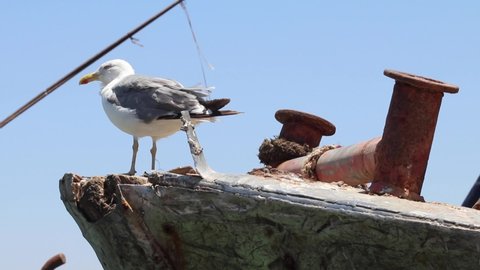 Seagull in Essaouira, Morocco scratching its beak.