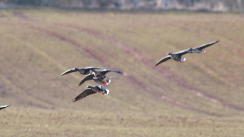 A large flock of white-fronted geese albifrons on winter wheat field during spring migration