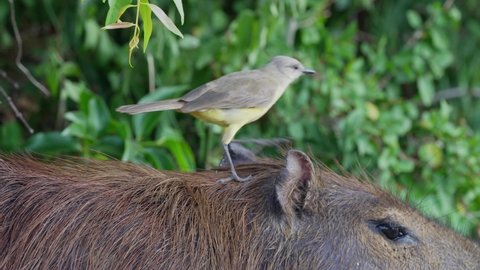 Little cute cattle tyrant, machetornis rixosa launch off on the head of a wild capybara and fly away into the wild, extreme close up shot of wildlife nature at pantanal, south america.
