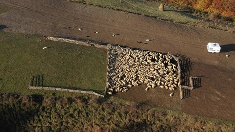 Flying over a sheepfold. Aerial pasture drone view