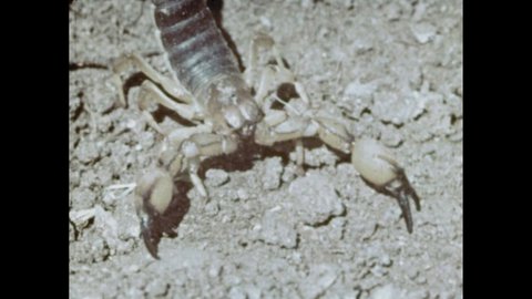 1960s: Scorpion in desert. Black Widow spider on branch and web. Rattlesnake in desert.