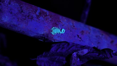 Baby scorpion predatory arachnids under ultra violet light Costa Rica jungle tropical environment
