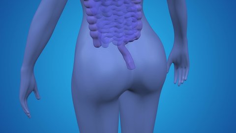 The hemorrhoids pain. The red blinking on the light purple human body. Loopable. Luma matte. 3D rendering.