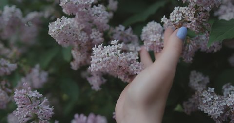 Close-up of lilac flowers. A woman hand gently touches small flowers on a tree