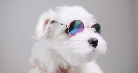 Little purebred puppy Bichon Frise with little funny sunglasses is playing on white isolated background, Funny Pet, Domestic cute pet. Leisure Dog Lifestyle on domestic room. Adorable pet.