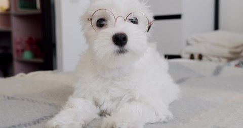 Little purebred puppy Bichon Frise with little funny glasses is playing in the bedroom, Funny Pet, Domestic cute pet. Leisure Dog Lifestyle on domestic room. Adorable pet.