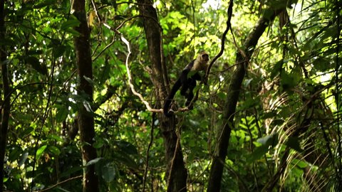 Agile monkey capuchin walking on lianas Manuel Antonio wild mammal