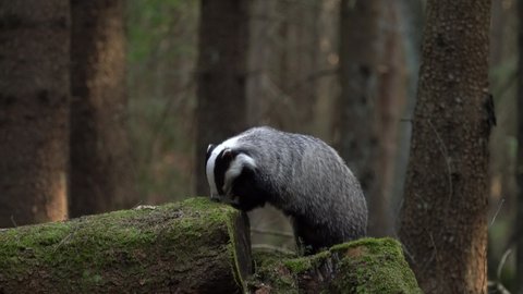 Badger in the forest. Mammal in environment, rainy day. Badger in the forest, animal in nature habitat, Germany, Europe. Wild Badger, Meles meles, animal in wood.