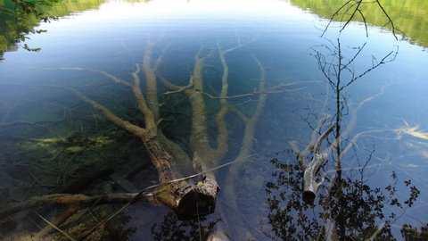 the Galovac Lake with underwater trees and roots in the Plitvice Lakes National Park of Croatia in Lika region. UNESCO World Heritage site.