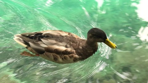 close up of duck swimming in the Plitvice Lakes National Park of Croatia. Natural park with lakes and waterfalls in Lika region. UNESCO World Heritage site.
