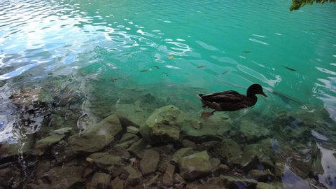 close up of ducks in Proscansko Lake of the Plitvice Lakes National Park of Croatia in Lika region. UNESCO World Heritage site.