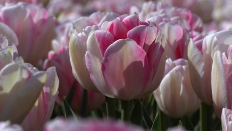 Static close up view of white pink tulips growing, blooming fields of the Netherlands, sway in the wind. Sunny day, bright colours, spring in the Netherlands, Amsterdam. Floral spring video fill shot.