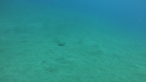 eagle ray swimming very close