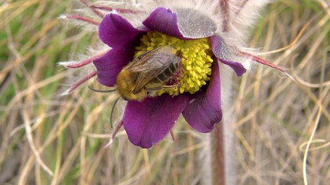 Eastern pasqueflower, cutleaf anemone (Pulsatilla patens), bee on a flower, blooming in spring among the grass in the wild, Ukraine