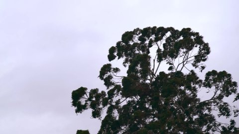 Gale, in-stand wind. Eucalyptus trees were swaying in the wind. Forest, swaying trees as expression of wind power