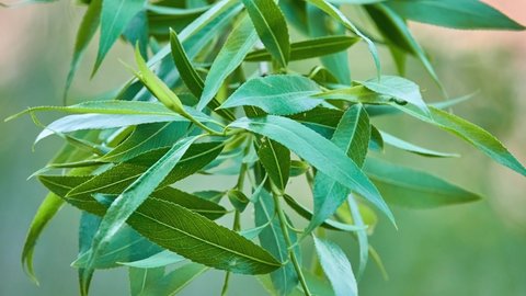 Salix alba, white willow, is willow native to Europe and western and central Asia. name derives from white tone to undersides of leaves.
