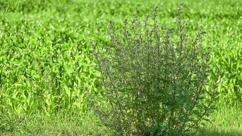 Artemisia vulgaris, common mugwort, family Asteraceae. It is riverside or wild wormwood, felon herb, chrysanthemum weed, old Uncle Henry, sailor's tobacco, naughty or old man, or St. John's plant